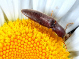 A Click Beetle, Melanotus Species, Feeding on a Daisy Photographic Print