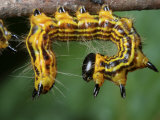 A Drexels Datana Caterpillar, Datana Drexelii, on a Twig Photographic Print by George Grall