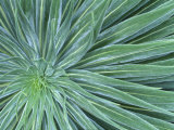 Echium, Wellington Botanical Gardens, North Island, New Zealand Lámina fotográfica por Rob Tilley Echium, Wellington Botanical Gardens, North Island, New Zealand Lámina fotográfica por Rob Tilley