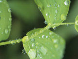 Close View of Foliage and Twisted Stem with Glistening Drops of Dew Photographic Print by Tom Murphy