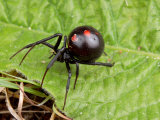 A Female Black Widow Spider, Latrodectus Mactans, on a Leaf Lámina fotográfica A Female Black Widow Spider, Latrodectus Mactans, on a Leaf Lámina fotográfica