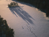 Aerial of Gray Wolves near Malberg Lake in the Wilderness Area near Ely, Minnesota Photographic Print by Joel Sartore