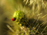 A Ladybug on the Spikes of a Cholla Cactus Photographic Print