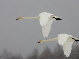 Two Whooper Swans (Cygnus Cygnus) in Flight During Snow Storm Photographic Print