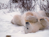 Polar Bear in Churchill, Manitoba, Canada Fotografisk tryk af Dee Ann Pederson Polar Bear in Churchill, Manitoba, Canada Fotografisk tryk af Dee Ann Pederson