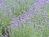 Field of Purple Flowers Photographic Print