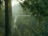 A Bridge Spans a Salmon Spawning River in a Temperate Rainforest Photographic Print by Taylor S. Kennedy