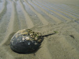 Horseshoe Crab Encrusted with Barnacles and Jingle Shells on Beach Photographic Print by Darlyne A. Murawski