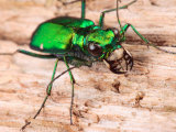 Portrait of a Six-Spotted Green Tiger Beetle, Cincindela Formosa Photographic Print