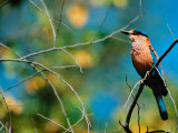 Indian Roller in Bandhavgarh National Park, India Lámina fotográfica por Dee Ann Pederson