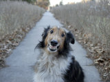 A Sheltie Dog Smiles While Sitting on a Neighborhood Sidewalk Photographic Print by Joel Sartore