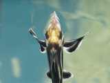 Rare Elephant Shark Hatchling in the Melbourne Aquarium Photographic Print