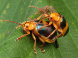 A Pair of Larger Leaf Elm Beetles, Monocesta Coryli, Mating Photographic Print