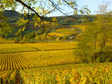 Autumn Morning in Pouilly-Fuisse Vineyards, France Photographic Print by Lisa S. Engelbrecht