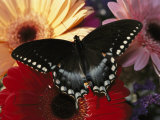 A Spicebush Swallowtail Butterfly Resting on Colorful Gerbera Daisies Photographie par Darlyne A. Murawski
