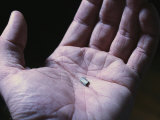 A Computer Chip in the Palm of a Hand Photographic Print by Taylor S. Kennedy