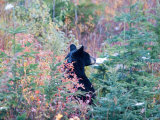 A Black Bear Looks Out of a Field While Hunting for Food Photographie par Taylor S. Kennedy