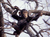 Young Male Chimpanzee, Gombe National Park, Tanzania Photographic Print by Kristin Mosher