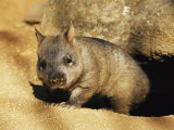 A Juvenile Southern Hairy-Nosed Wombat Emerging from Its Burrow; the Wombat is Seven Months Old Lámina fotográfica A Juvenile Southern Hairy-Nosed Wombat Emerging from Its Burrow; the Wombat is Seven Months Old Lámina fotográfica