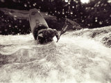 A Female Kayaker on the Gauley River Photographic Print
