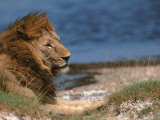 Portrait of Male African Lion, Tanzania Lámina fotográfica por Dee Ann Pederson