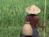 Fisherman In a Rice Field, Danang, Vietnam Photographic Print by Keren Su