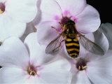 Bee Photographic Print