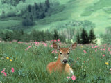 Doe Mule Deer in Lush Field Photographic Print by Allen Russell