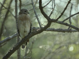 Red-Shouldered Hawk Perches on a Tree Branch Photographic Print by Klaus Nigge