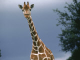 View of the Upper Body of a Giraffe Photographic Print