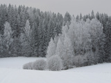 A Cold Forest of Pine Trees Covered in Snow and Frost Photographic Print
