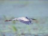 Great Blue Heron, Great Meadows Wf, MA Photographic Print by Harold Wilion