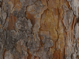 Close-up of Brown and Gray Rough Tree Bark Lámina fotográfica Close-up of Brown and Gray Rough Tree Bark Lámina fotográfica