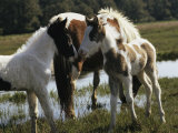 Two Wild Pony Foals Interacting near a Grazing Adult Lámina fotográfica por James L. Stanfield