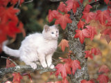 White Kitten Perched on Branch with Red Foliage Lámina fotográfica por Inga Spence White Kitten Perched on Branch with Red Foliage Lámina fotográfica por Inga Spence