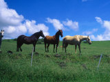 Horses in Field Near Hana, Maui, Hawaii Photographic Print by Mark Polott