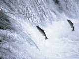 Sockeye Salmon Spawning, Katmai National Park, AK Photographic Print by Stuart Westmorland