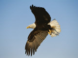 American Bald Eagle in Flight Photographie par Paul Nicklen