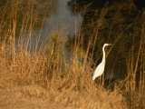 Great Egret Standing in Tall Grasses near a Tidal Creek Photographic Print by Raymond Gehman