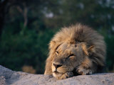 Lion, North Botswana Photographic Print