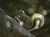 Gray Squirrel Eating a Nut Lámina fotográfica por Klaus Nigge Gray Squirrel Eating a Nut Lámina fotográfica por Klaus Nigge