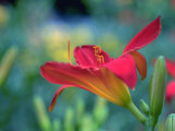Orange Day Lily, Richmond, VA Photographie par Steven Emery