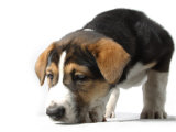 Puppy Exploring Photographic Print by Steve Starr