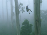 Roman Dial Performs an Ecological Survey of Mountain Eucalyptus Trees Photographic Print by Bill Hatcher