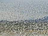 Large Flock of Snow Geese Taking Flight Photographic Print by Marc Moritsch
