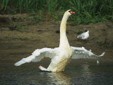 Mute Swan Flapping its Wings While Standing in Water Photographic Print by Klaus Nigge