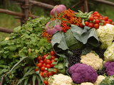 A Colorful Pile of Freshly Harvested Vegetables Photographic Print