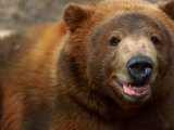 Close-up of Brown Bear Fotografie-Druck von Elizabeth DeLaney