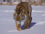 Siberian Tiger in the Snow Photographic Print by Lynn M. Stone