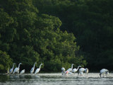 Egrets and Herons Wade in the Water Photographic Print by Klaus Nigge
